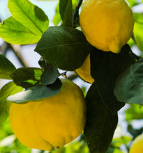 Load image into Gallery viewer, The Limoncello of Sorrento CL 20
